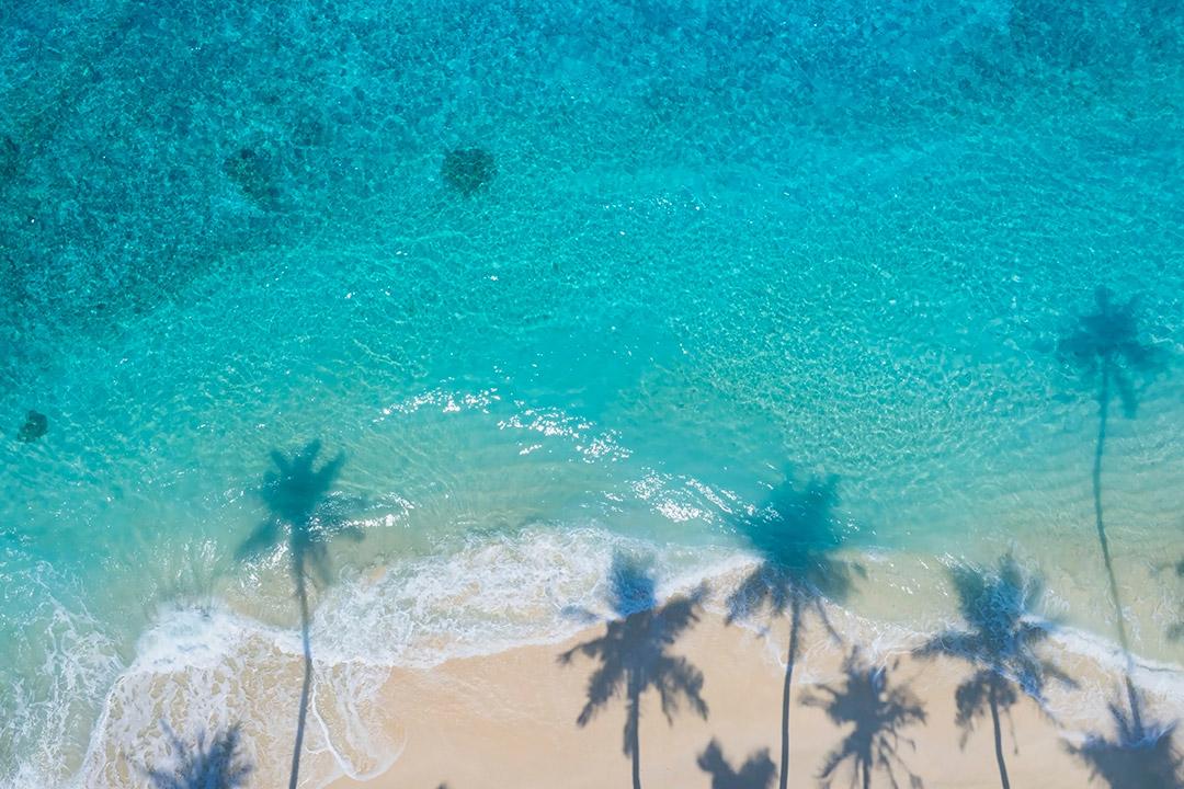 Beach at the Caribbean islands with palm trees